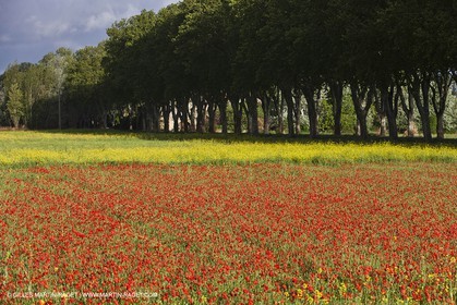 29 04 2012 ( Saint Rémy de Provence (FRA, 13) - Chaîne des Alpilles vers Romanin