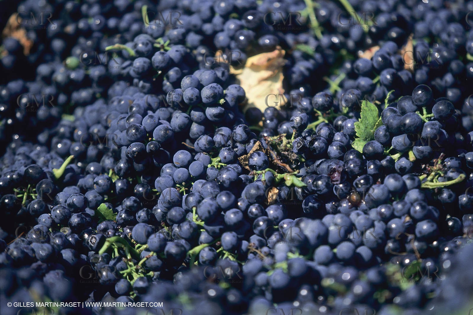 Vin, Vigne , Vendanges, vignification, vignobles, France, Provence, Côte du Rhône, Rosé