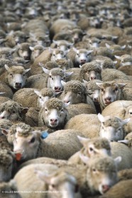 Saint Rémy de Provence (FRA,13) - Fête de la Transhumance
