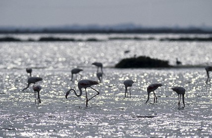 Camargue (FRA,13)