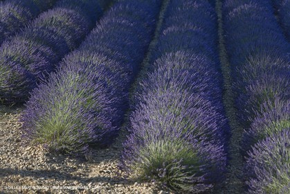 13 08 2007 - Valensole (04) - Lavandes en fleur sur le plateau de Valensole