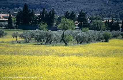 Alpilles (FRA,13), Champs de colza