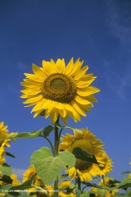France, Provence, Champs de tournesols
