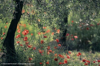 2000-2010- Les Alpilles (FRA,13) - Champs de coquelicots