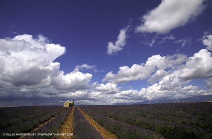 Lavander fields