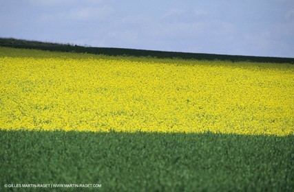 Alpilles (FRA,13), Champs de colza
