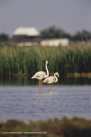 Camargue (FRA,13) - Flamants roses en Camargue