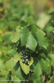 Vin - Vignes - Vendanges
