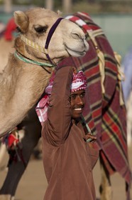 20 11 2010 - Dubai (UAE) - Camel races