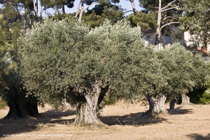 26 06 09 - Sanary sur mer (FRA,83)