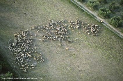 Saint Rémy de Provence (FRA,13) - Sheep stocks migration Fest