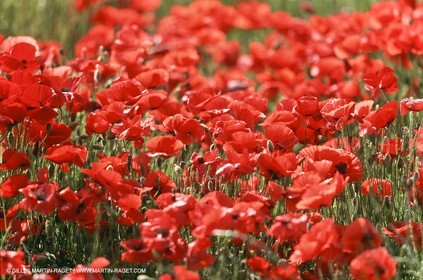 France - Languedoc-Roussillon - Nîmes Métropole - Costières