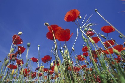 Coquelicots - Champs de Coquelicots