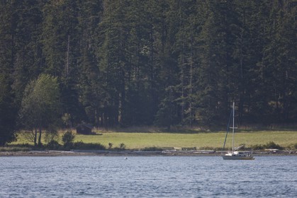 01 09 2008 - San Juan Islands (WA, USA) - Killer Whales