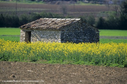 Alpilles (FRA,13), Champs de colza