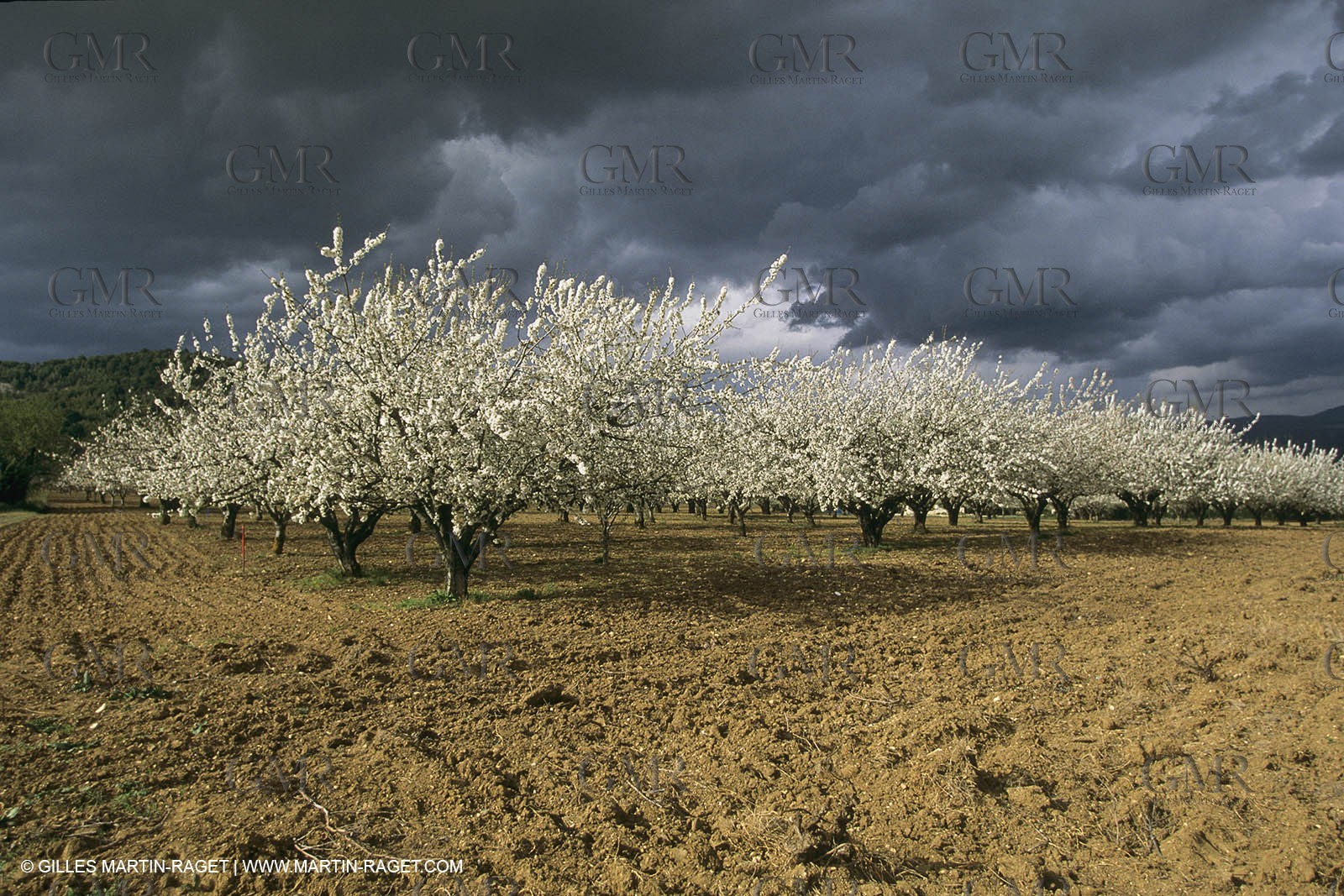 France, Provence, Arbres fruitiers en fleur   Spring bloom