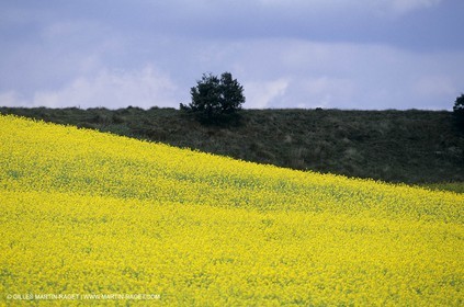 Alpilles (FRA,13), Champs de colza
