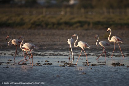 25 05 2011 - Les Saintes Maries de la Mer (FRA,13) - Fête des Gitans
