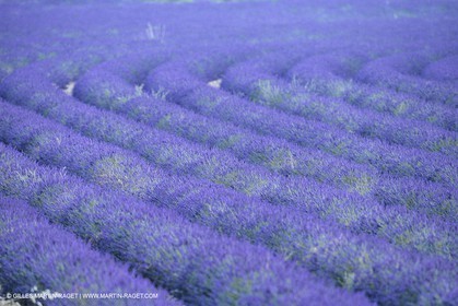 France, Provence, Lavender fields