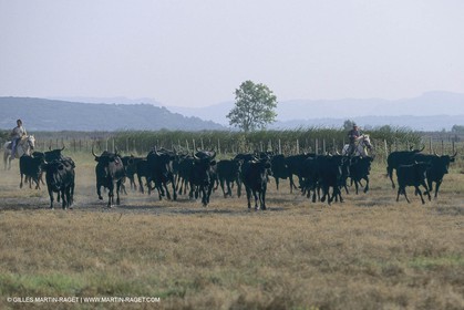 France, Provence, Camarggue, Taureaux de Camargue, bulls