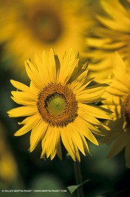 Luberon (FRA,84), Sunflower fields
