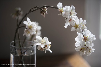 16 02 2008 - Saint Rémy de Provence (FRA,13) - Vallon raget, Branche d'amandier