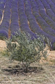 13 08 2007 - Valensole (04) - Lavandes en fleur sur le plateau de Valensole