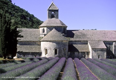 Hgher Provence - Lavender fields