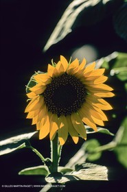 Luberon (FRA,84), Champs de tournesols