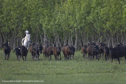 07 05 2008 - Le Cailar (FRA,30) - Tri à la manade du Mas du Pont de Laute