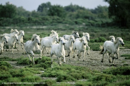 2000-2010- Arles - Les Saintes Maries de la mer (FRA,13) - Camargue horses