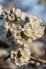 30 mars 2012 - Saint Saturnin les Apt (FRA, 84) - Cerisiers en fleurs