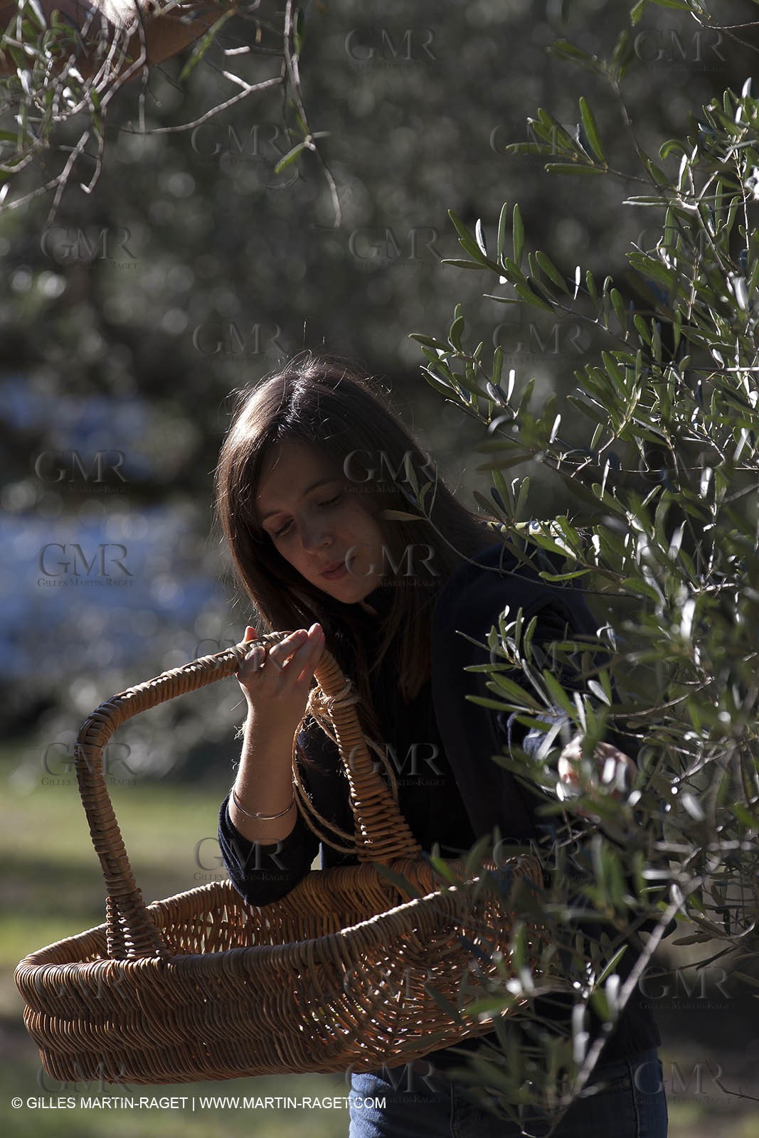 7 11 2012 - Saint Etienne du Grès (FRA,13, Alpilles) Olive harvest at Vallon Raget