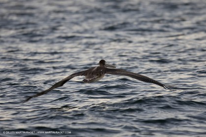 Animaux marins