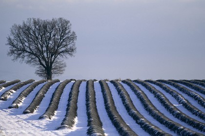 Provence under snow - Higher Provence - Valensole plateau