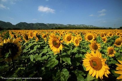 champtournesol1_001.jpg
