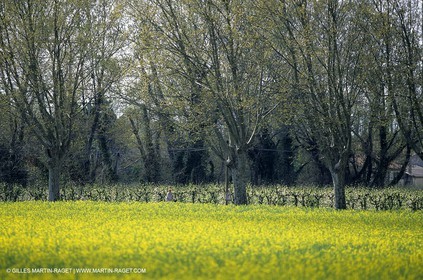 Alpilles (FRA,13), Champs de colza