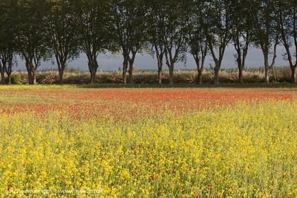 29 04 2012 ( Saint Rémy de Provence (FRA, 13) - Chaîne des Alpilles vers Romanin