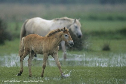 France, Provence, Camargue, White horses from Camargue