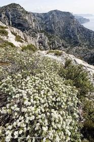18 04 2009 - Marseille (FRA, 13) - Les Calanques - Vallon St Michel - Le pas des Géants