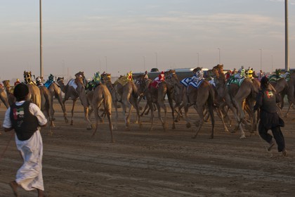 20 11 2010 - Dubai (EAU) - Courses de chameaux