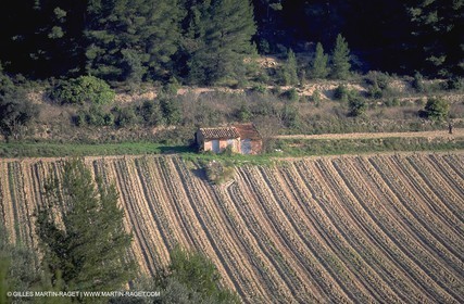 Wine - vineyards - Harvest