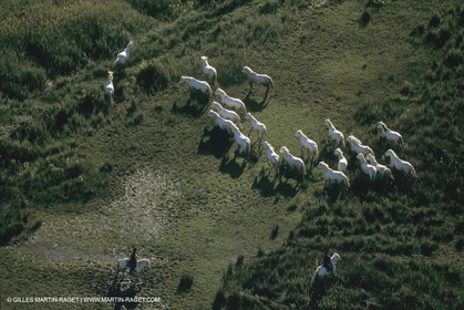 France, Provence, Camargue, chevaux   Horses