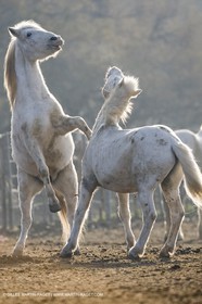 23 12 2006 - Saintes Maries de la Mer - Camargue horses