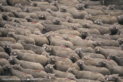 France, Provence, Moutons, bergers, élevage, transhumance