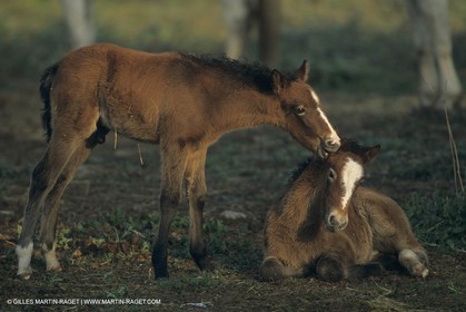 France, Provence, Camargue, White horses from Camargue