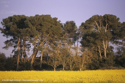 ALPILLES0019.jpg