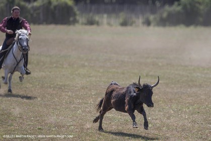 Course de Satin 2014 - Arles (FRA,13) - 1 06 2014**The satin race - Arles (FRA,13) - 01 06 2014