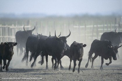 France, Provence, Camarggue, Taureaux de Camargue, bulls