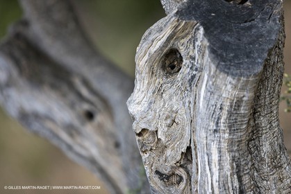 26 06 09 - Sanary sur mer (FRA,83)